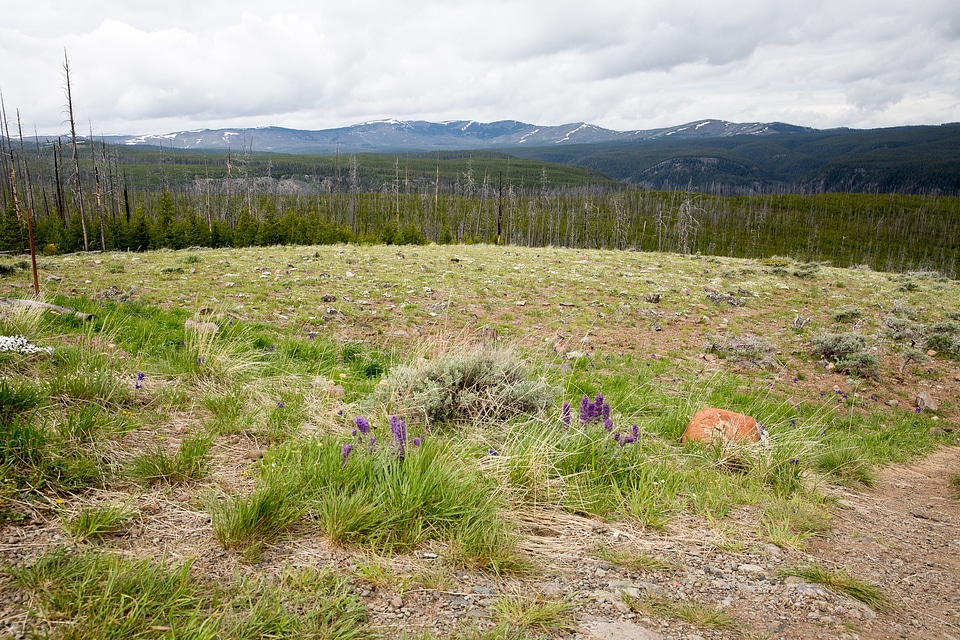 Mount Washburn, Yellowstone National Park