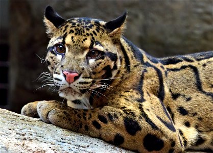 Ryker the Clouded Leopard
