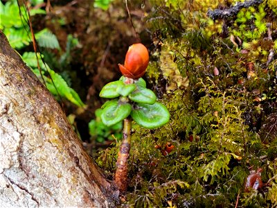 Plant at Mt. Ka'ala