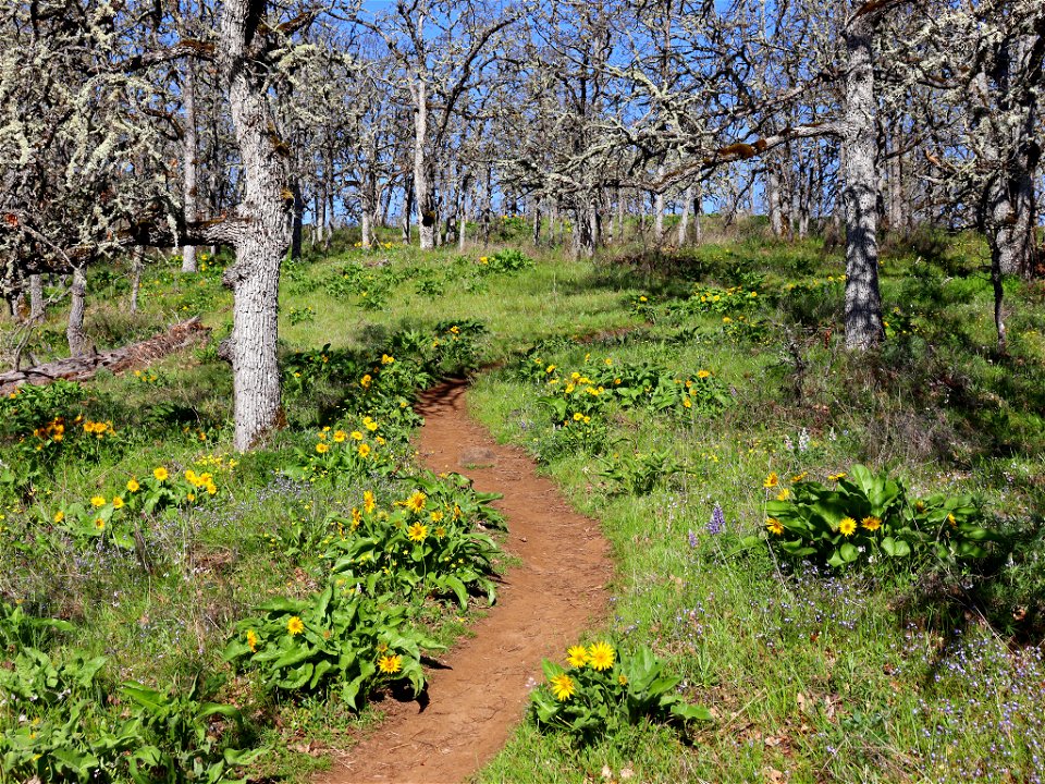 Memaloose Hills in OR