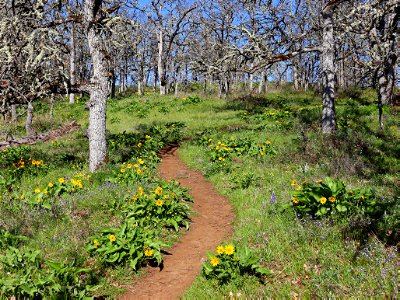 Memaloose Hills in OR photo