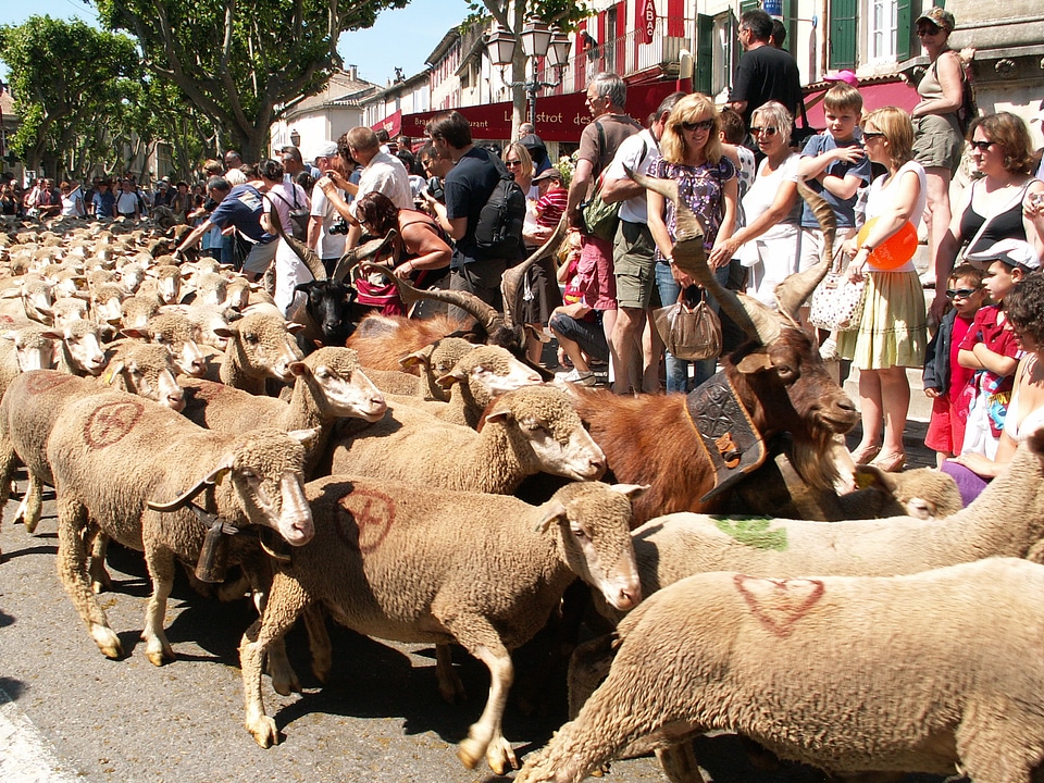 Herd of sheep walking in the streets