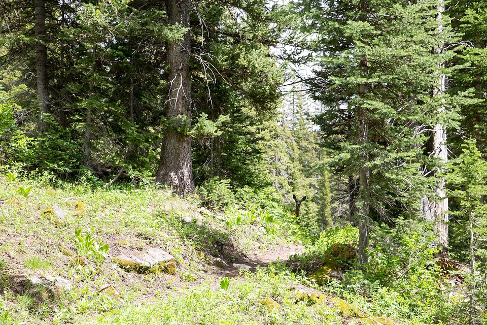 Granite Canyon in Grand Teton National Park
