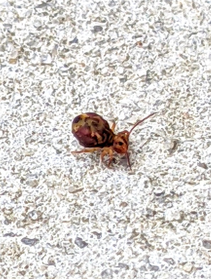 Dicyrtomina minuta?