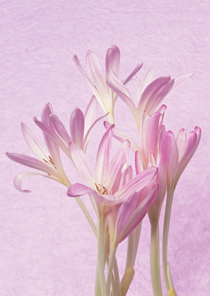 Pink flower on pink background