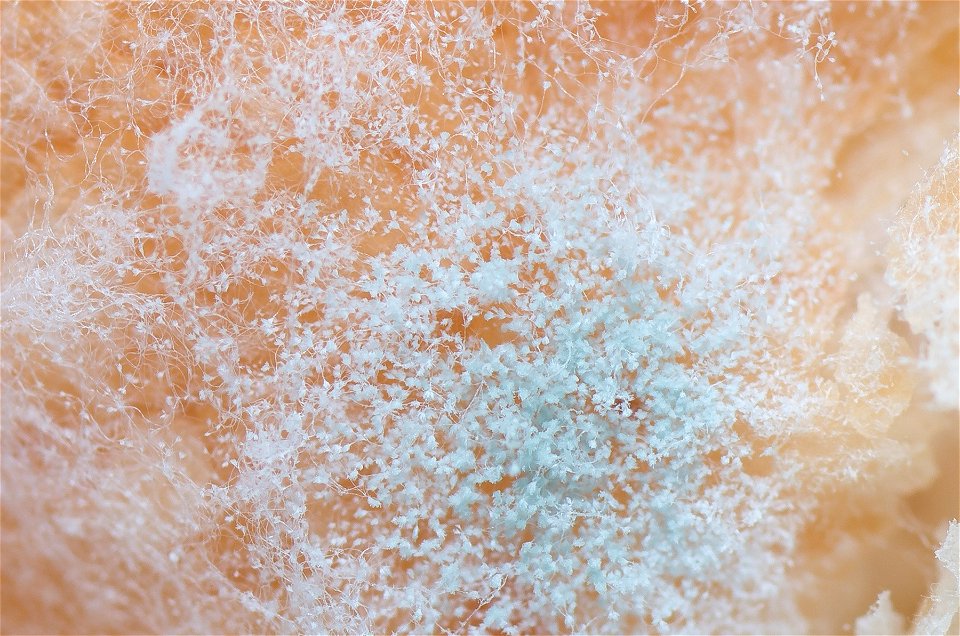 Bread mold up close