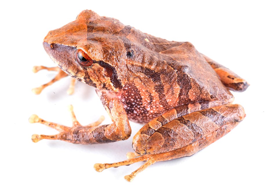 pristimantis-bacchus--wine-robber-frog--reserva-proaves-reinita-cielo-azul_51535900508_o
