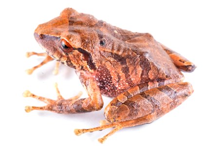 pristimantis-bacchus--wine-robber-frog--reserva-proaves-reinita-cielo-azul_51535900508_o