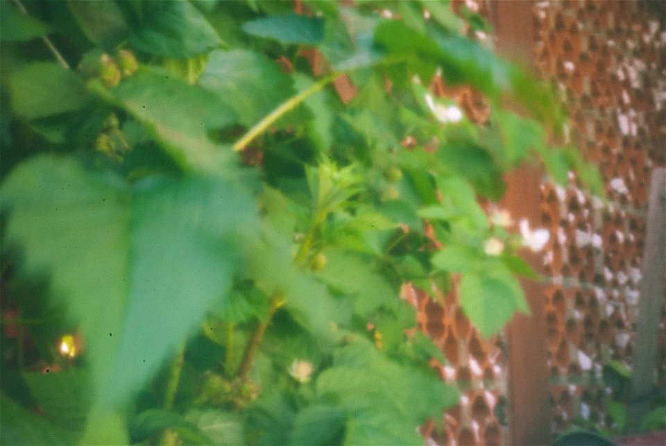 Beer can DIY pinhole cap on DSLR