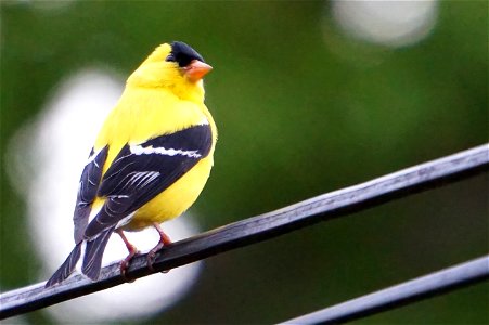 American Goldfinch | Male photo