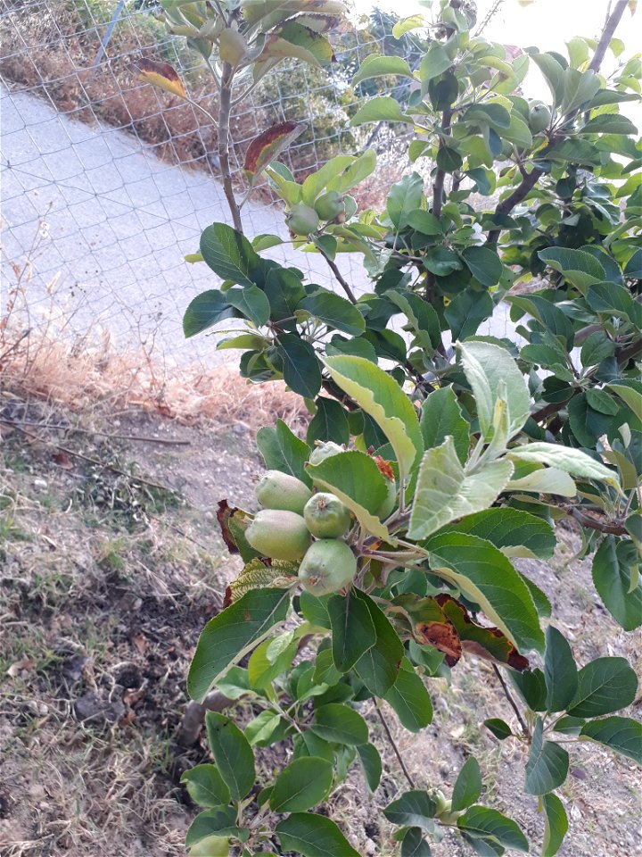 Apple Tree