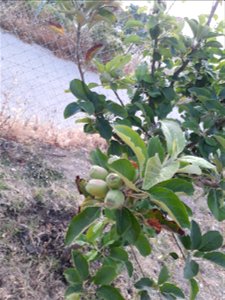 Apple Tree photo