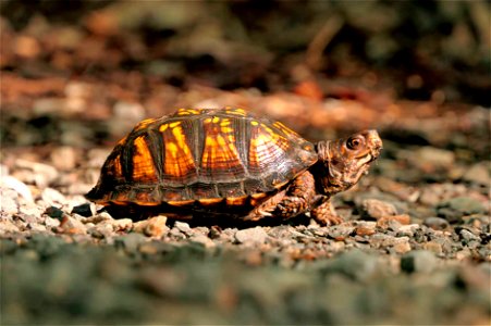 Box turtle on a road trip in morning sun photo