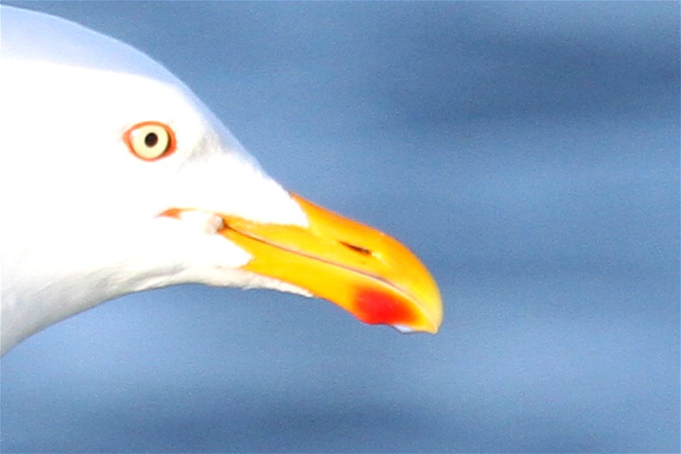 Probable Lesser Black-backed Gull x Herring Gull Hybrid