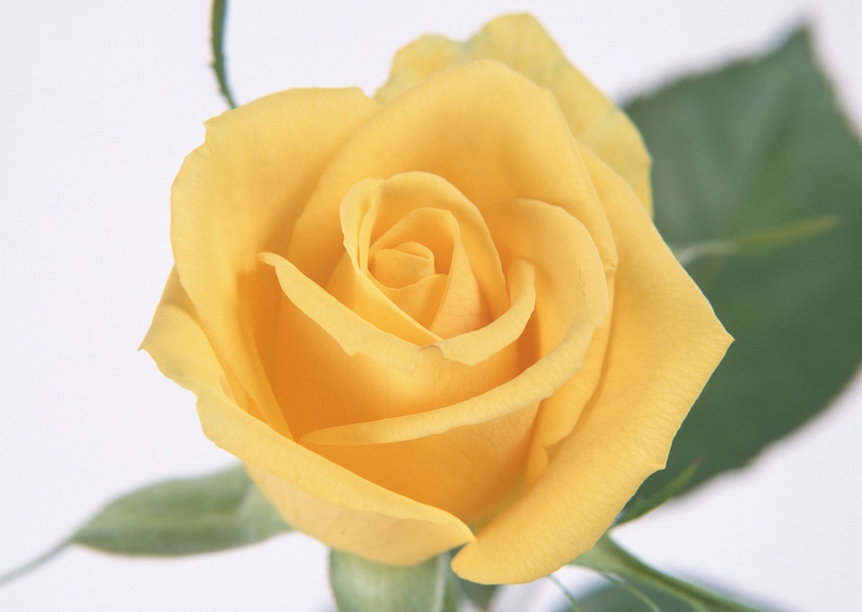 Single beautiful yellow rose