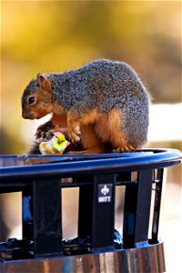 Very Polite Fox Squirrel photo