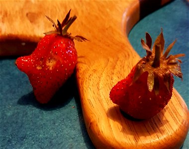 conversation entre deux fraises à gros nez