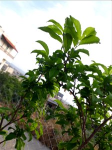 Mango Tree photo