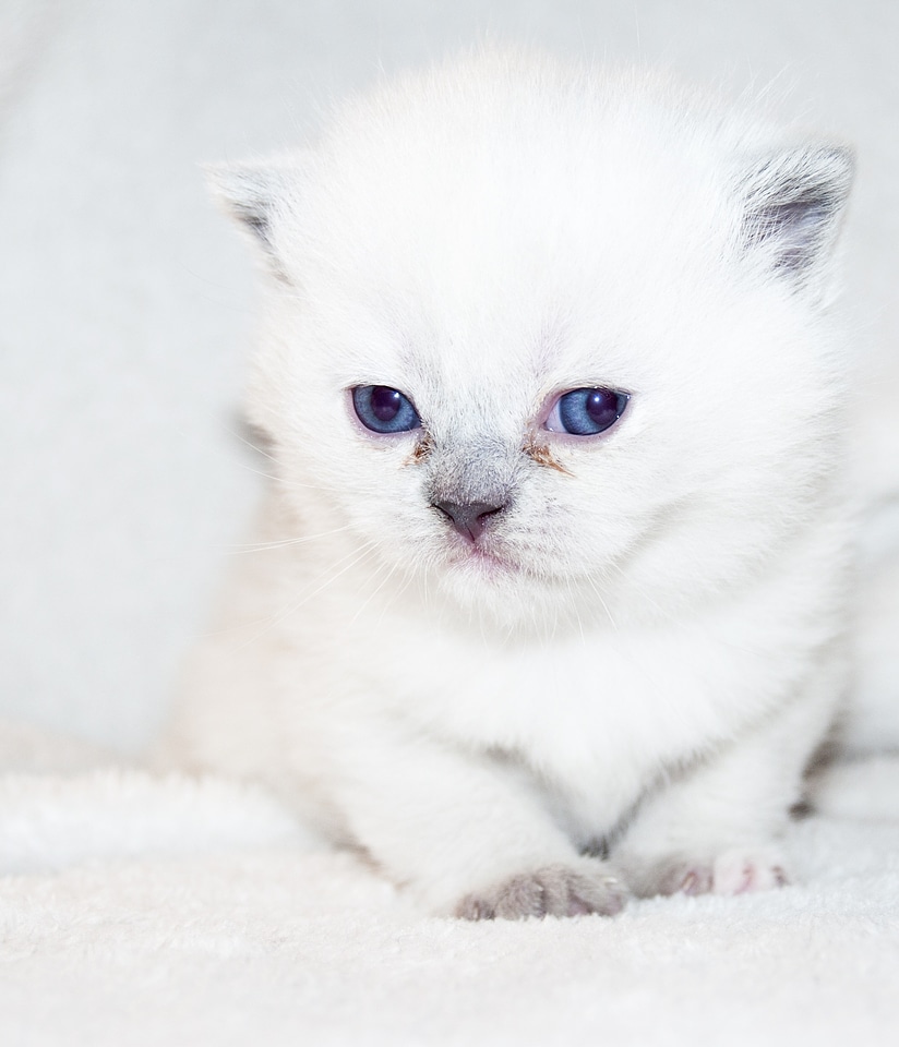 Kitten fluffy kitty