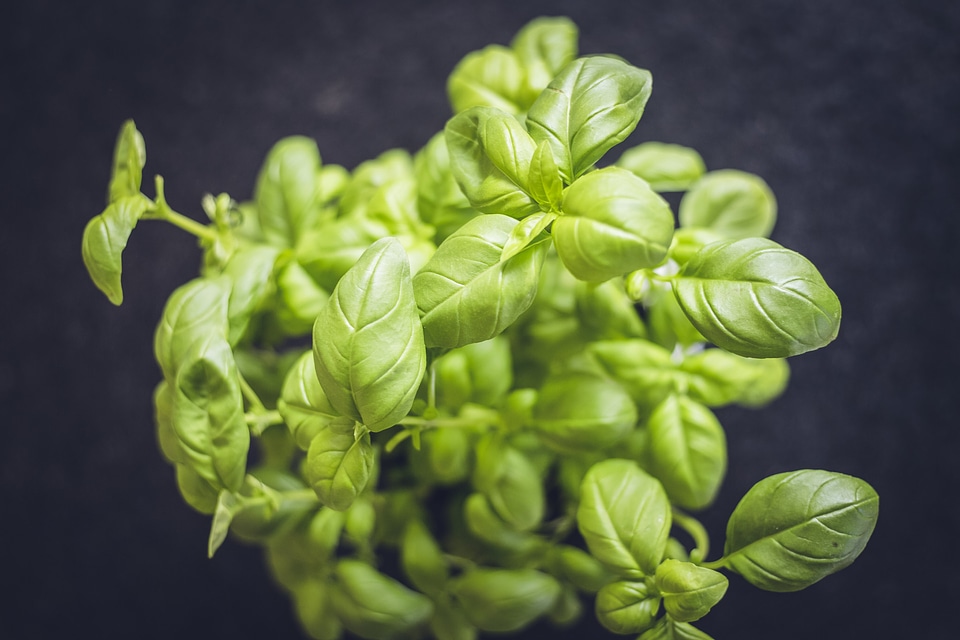 Basilikum Basil Herb