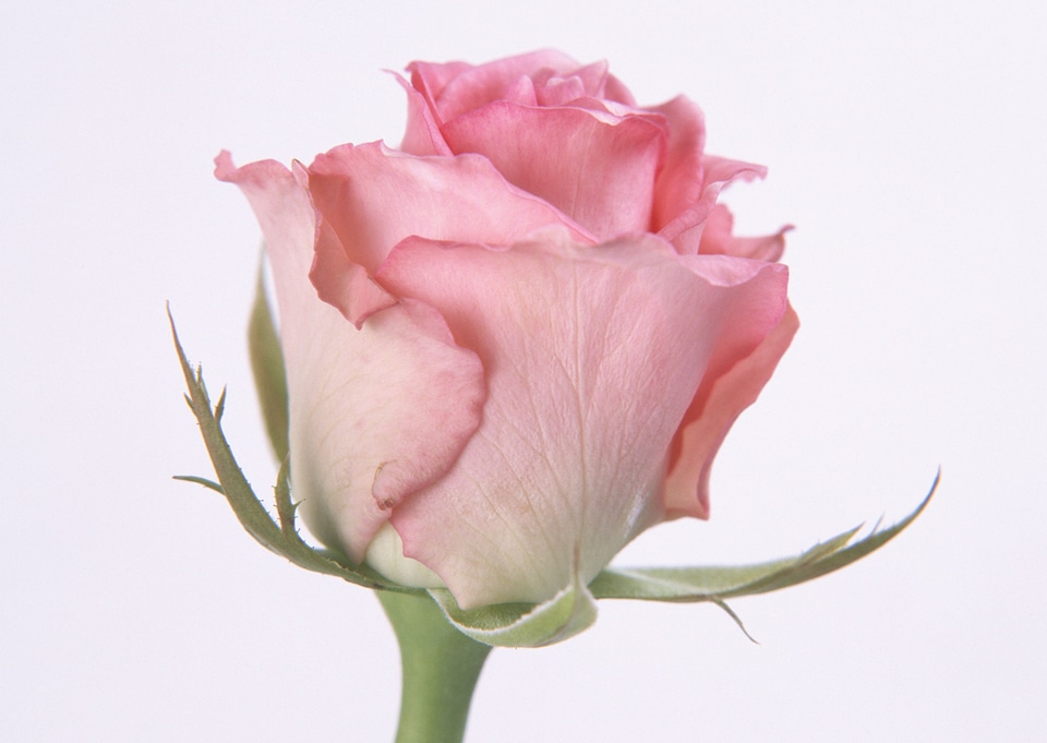 Single beautiful pink rose