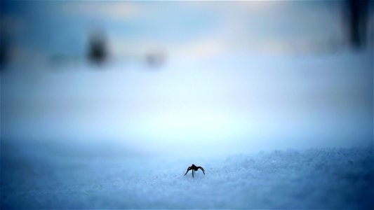 spider in the snow