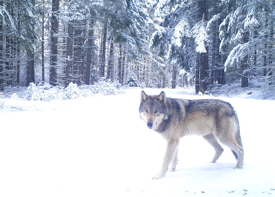 200325 Indigo wolf