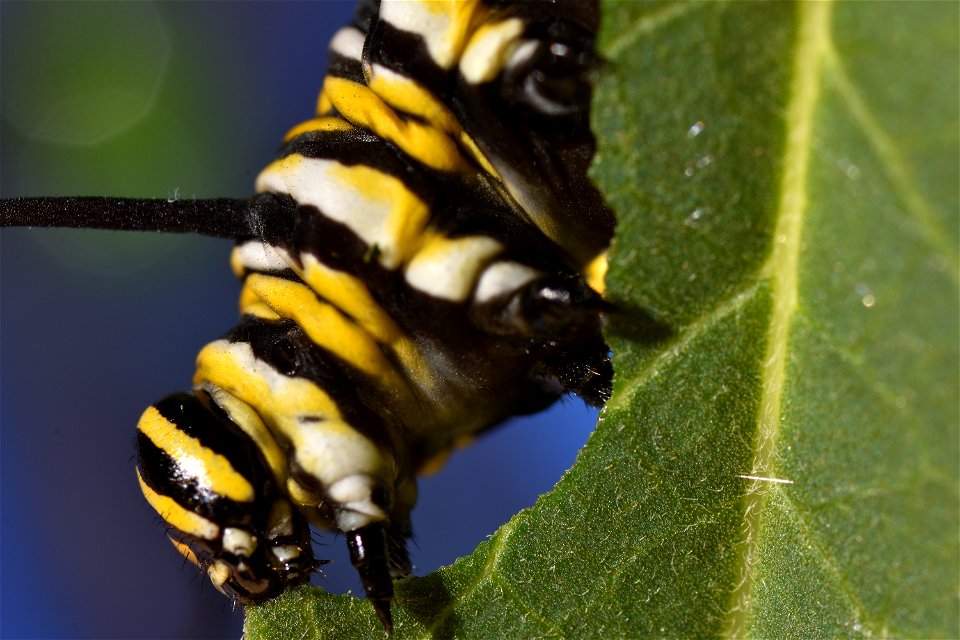 Monarch eating (2 of 2)