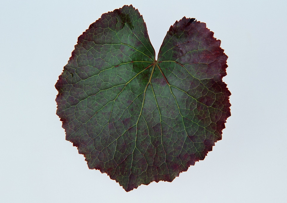 dark green leaf isolated in white