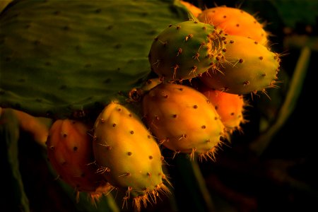 Opuntia