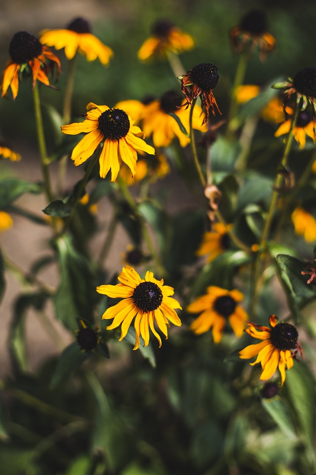 colourful spring flowers