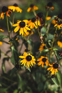 colourful spring flowers