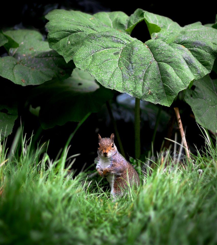 Suspicious Squirrel