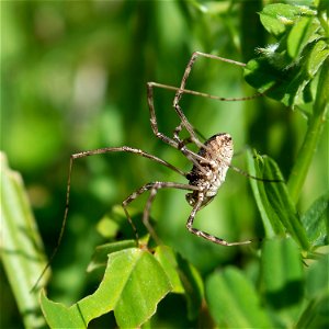 Phalangiid Harvestman photo