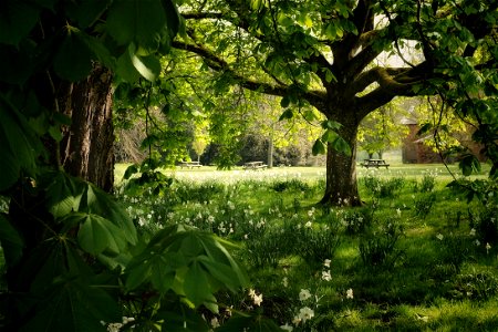 shading in the trees