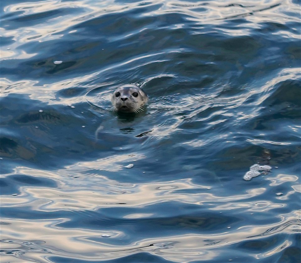 Seal cutness photo