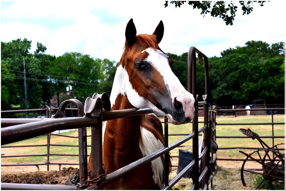 Marshall Creek indian horse2
