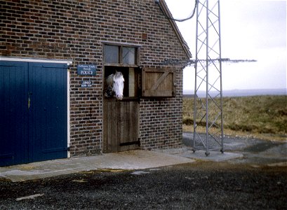 esussex - jumbo the ranger's horse beachy head spring 1968 JL