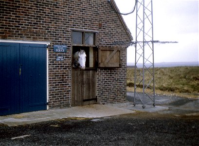 esussex - jumbo the ranger's horse beachy head spring 1968 JL photo