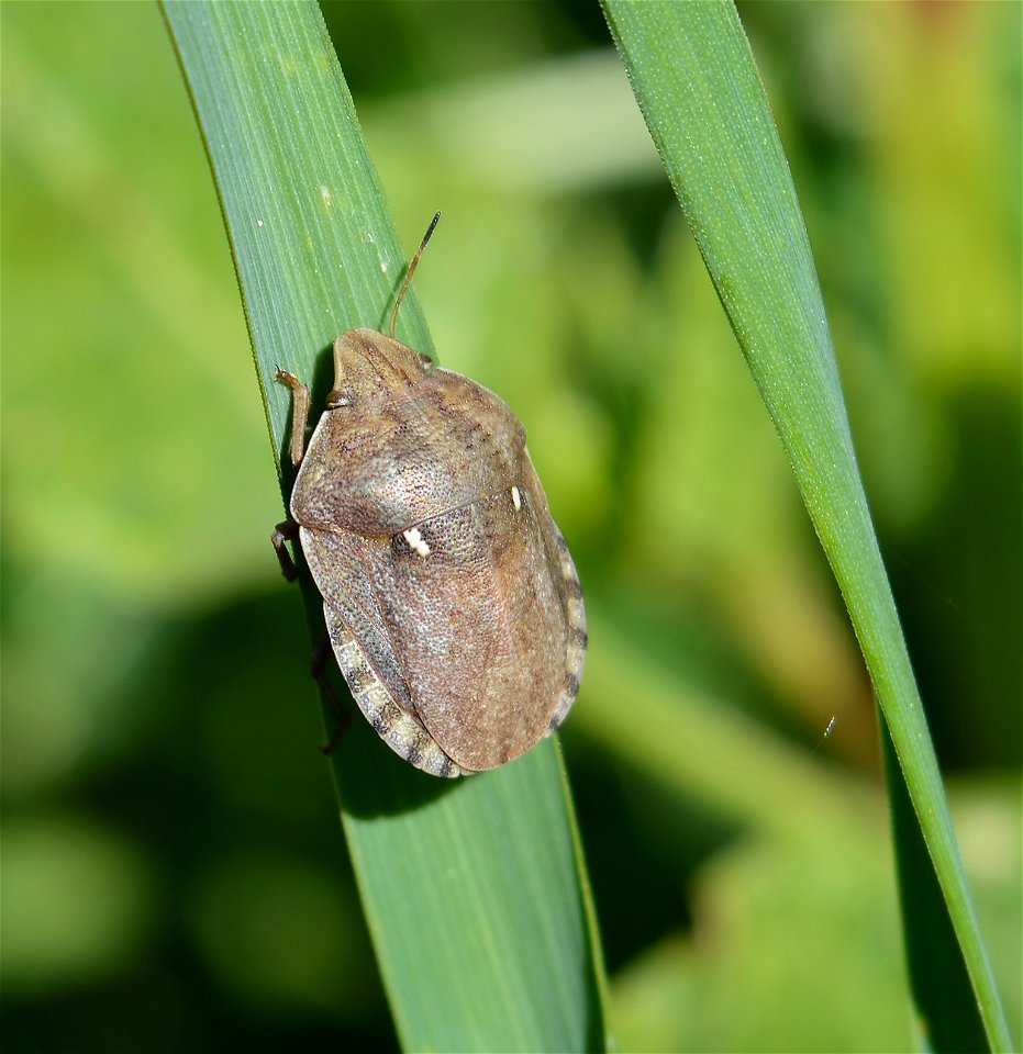 European Tortoise Bug (Eurygaster maura) photo