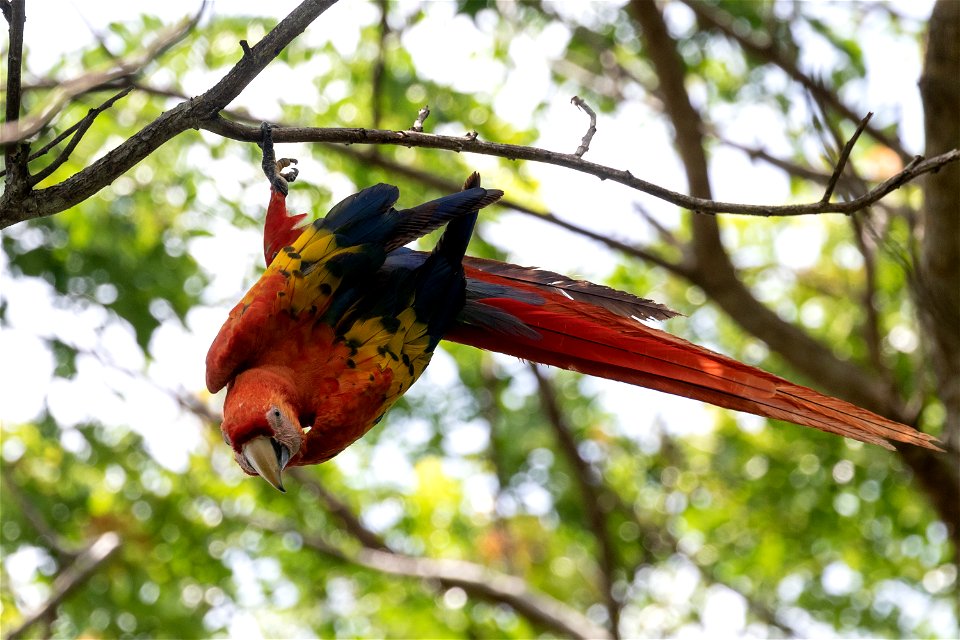 scarlet macaw - puntarenas, costa rica