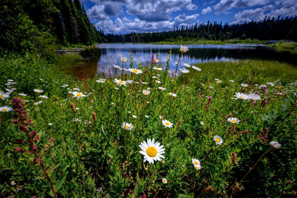Umpqua NF_CC_Diana Robinson