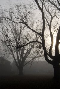 fog photo