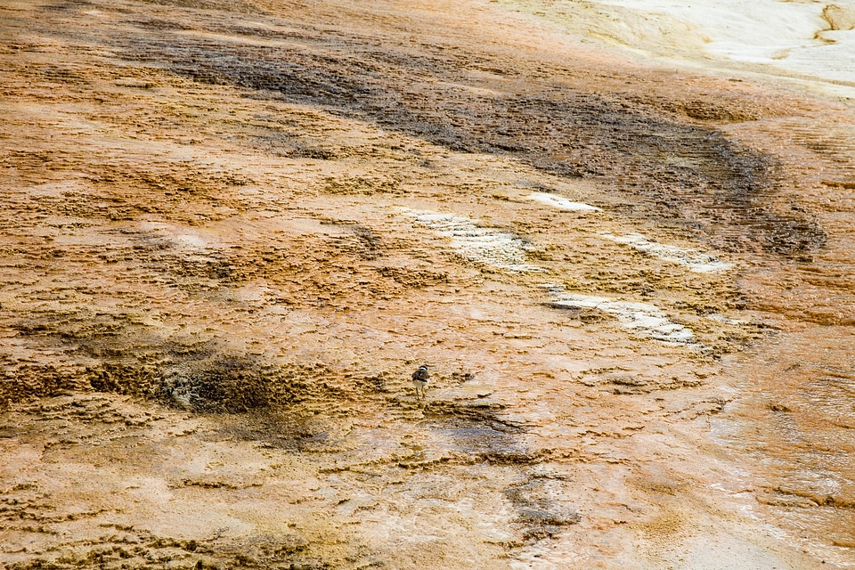 Colorful geyser in Yellowstone National Park