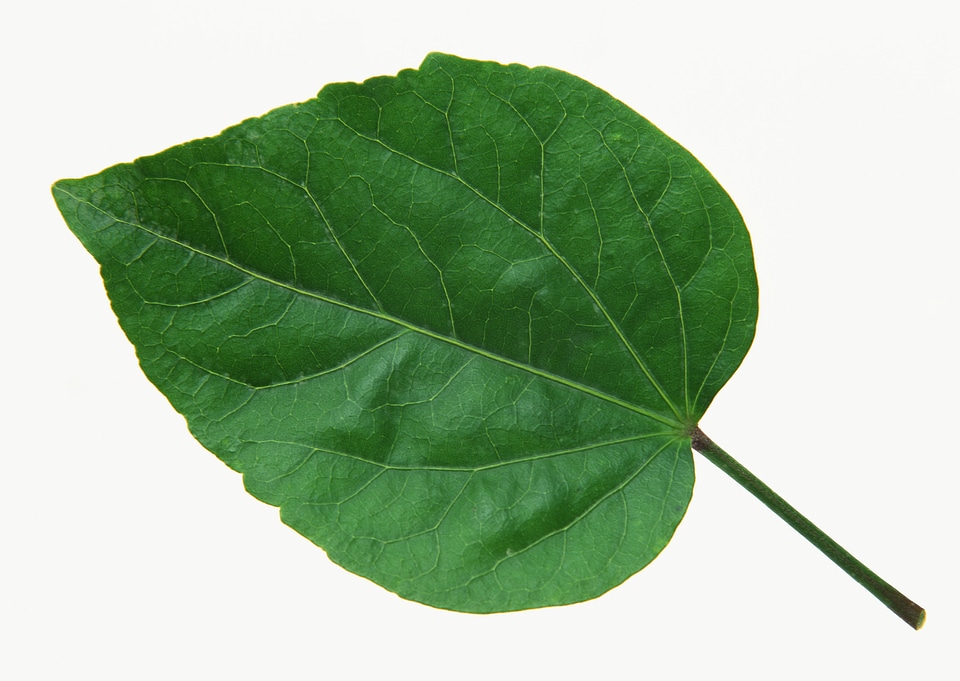 Single isolated leaf on a white background