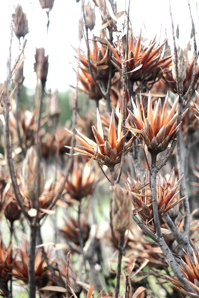 Fynbos photo