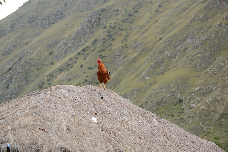 Inca trail to Machu Picchu, Cusco, Peru