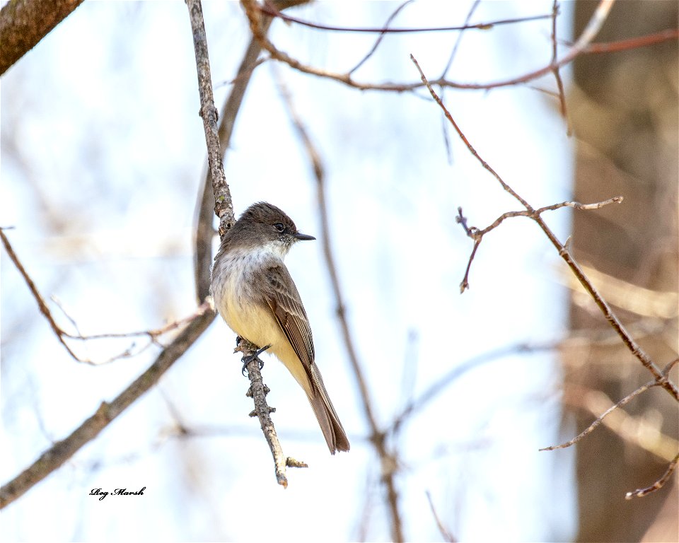 Eastern Phoebe Apr.08-21