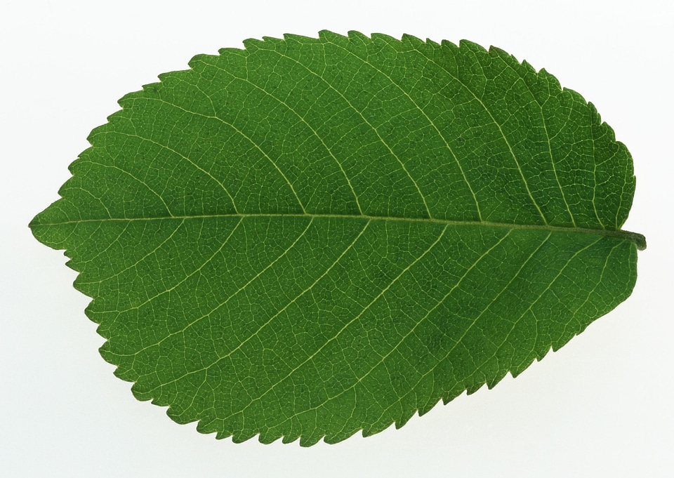 One green leaf close up isolated on white background
