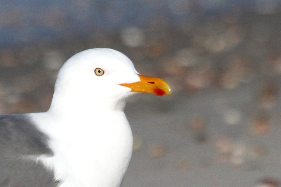 Probable Lesser Black-backed Gull x Herring Gull Hybrid